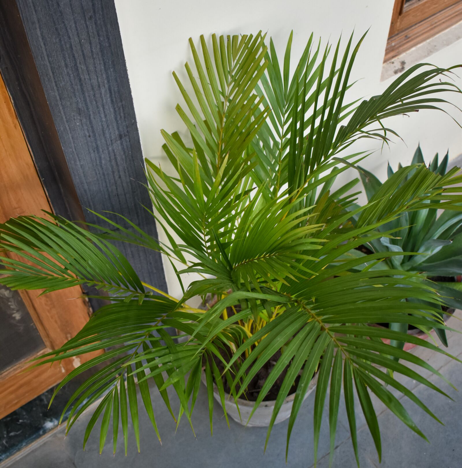 Nikon D3500 sample photo. Green, plant, leaf photography