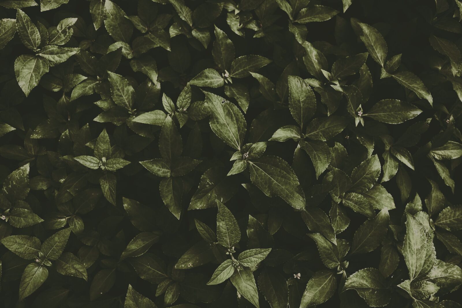 Canon EOS 750D (EOS Rebel T6i / EOS Kiss X8i) sample photo. Dark green, nature, leaves photography