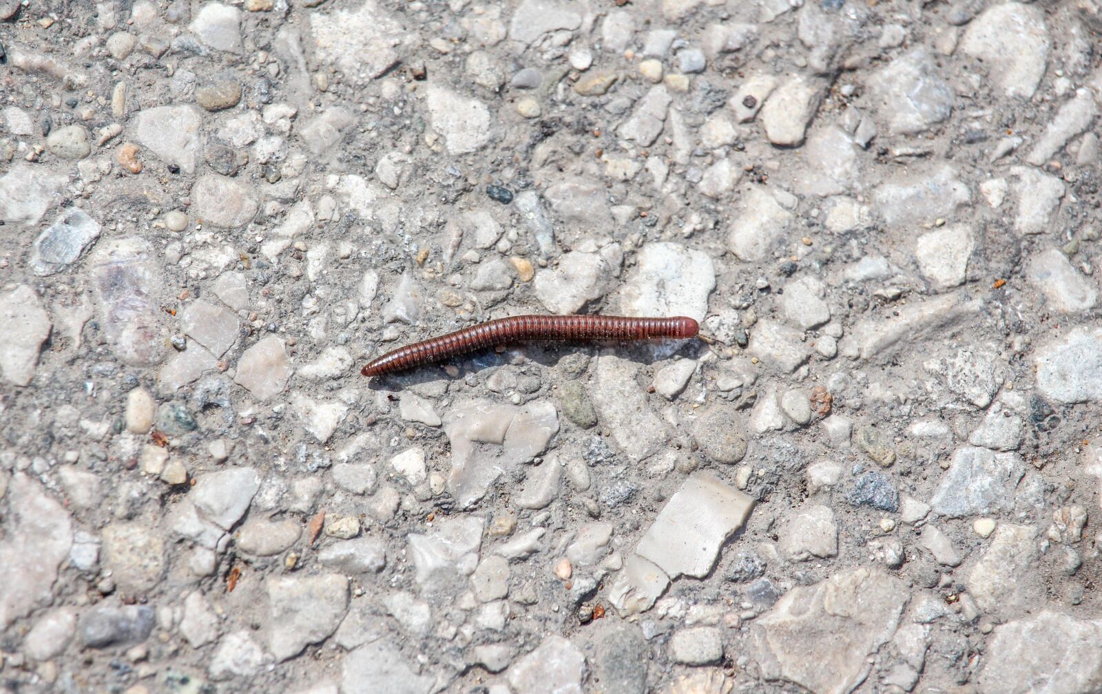 Canon EOS 700D (EOS Rebel T5i / EOS Kiss X7i) sample photo. Millipede, stone, nature photography