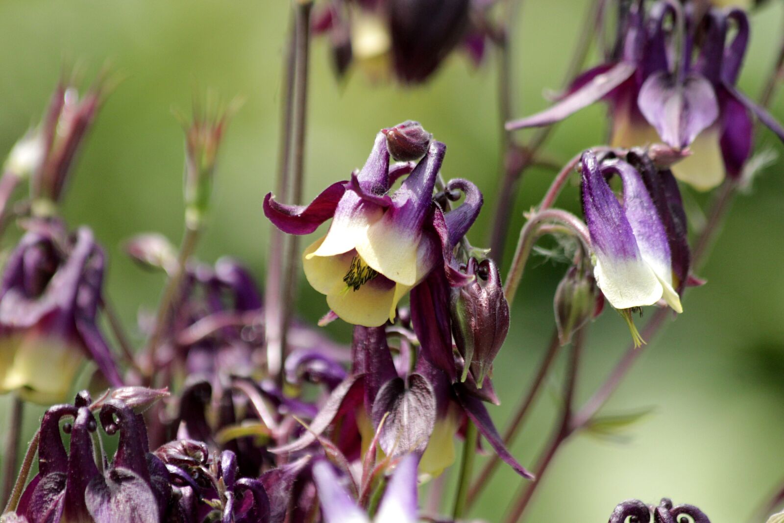 Canon EOS 650D (EOS Rebel T4i / EOS Kiss X6i) sample photo. Aquilegia, the catchment, plant photography