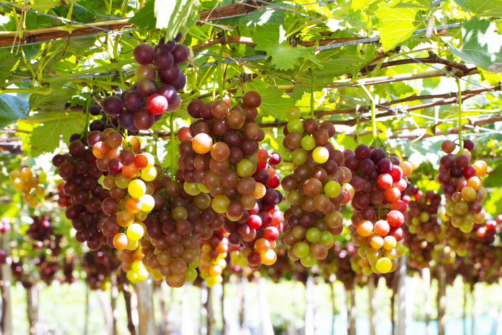 Nikon D7500 sample photo. Grapes, vineyard, vine photography