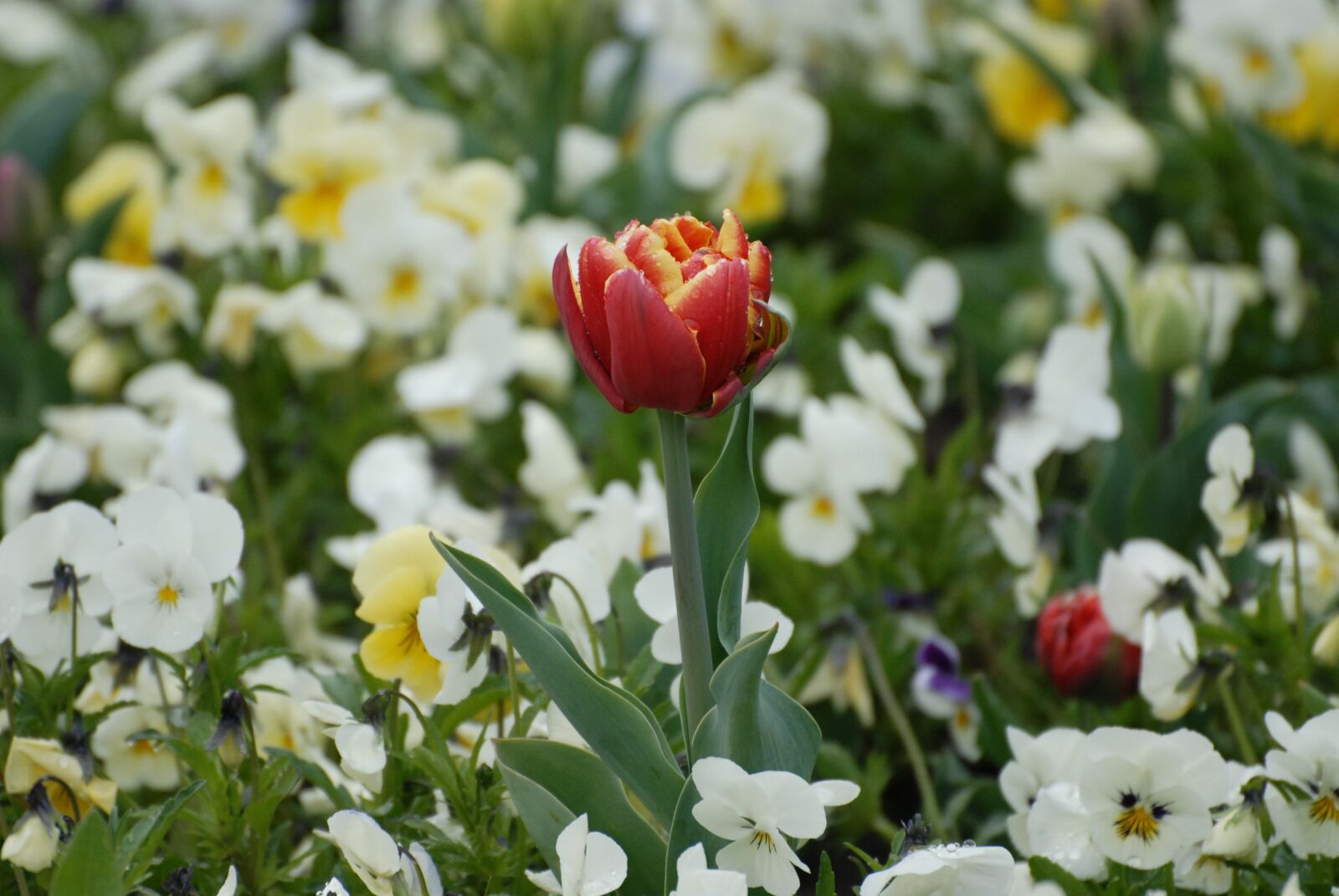 Nikon D200 sample photo. Tulip, garden, spring photography