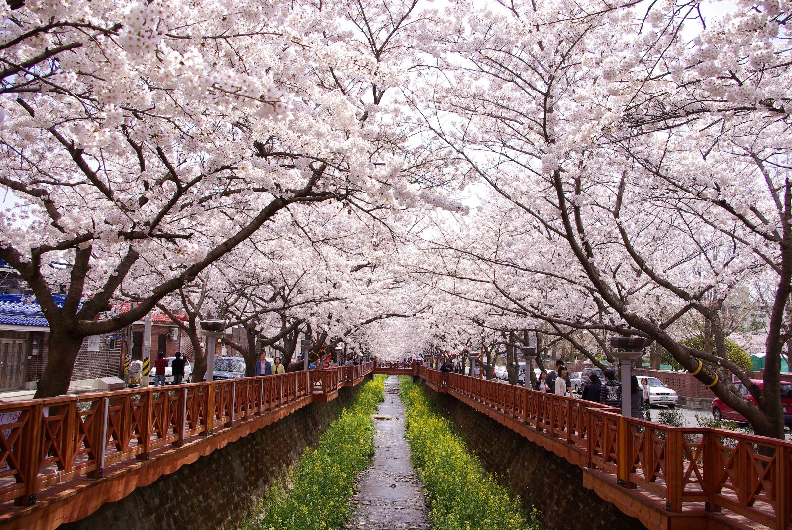 Samsung GX-10 sample photo. Cherry blossom, gunhangje, jinhae photography