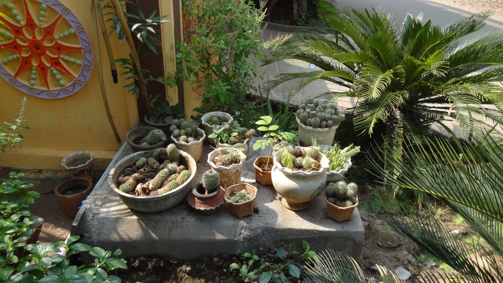 Sony Cyber-shot DSC-HX9V sample photo. Potted, plants, in, greenhouse photography