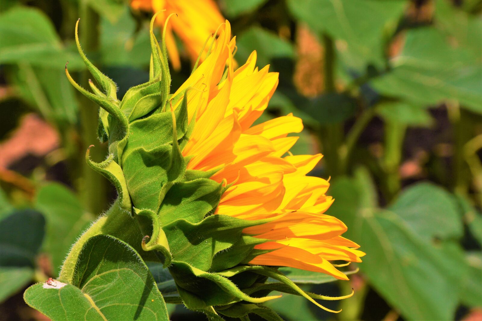Nikon D7100 sample photo. Yellow, nature, landscape photography