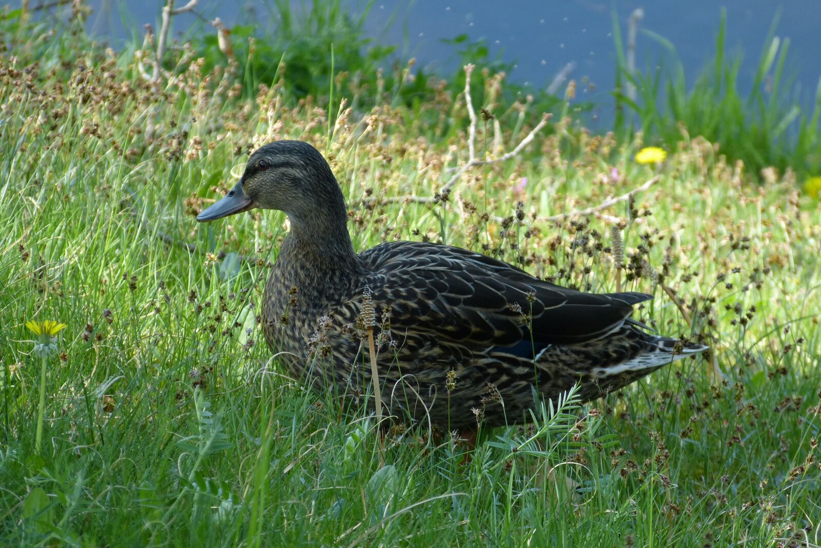 Panasonic Lumix DMC-FZ150 sample photo. Ducks, mallard, water bird photography