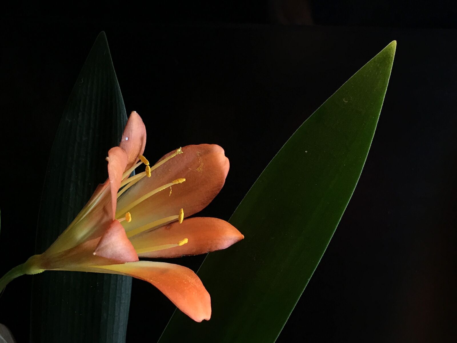 Apple iPhone 6s Plus sample photo. Orange flower, pistils, stamens photography