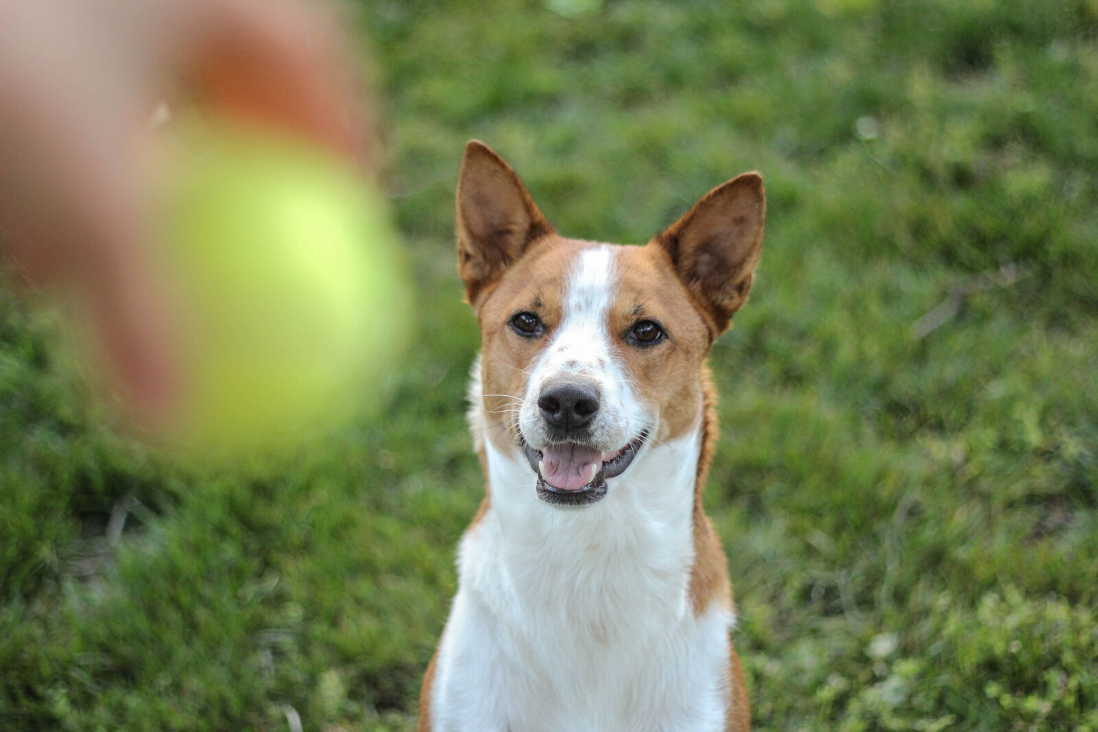 Canon EOS 60D + Canon EF 50mm F1.8 II sample photo. Ball, basenji, cattle, dog photography