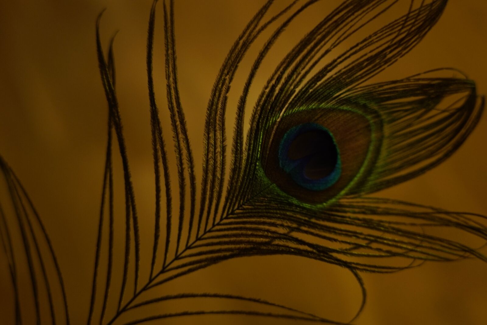 E 35mm F2 sample photo. Spring, peacock, bird photography
