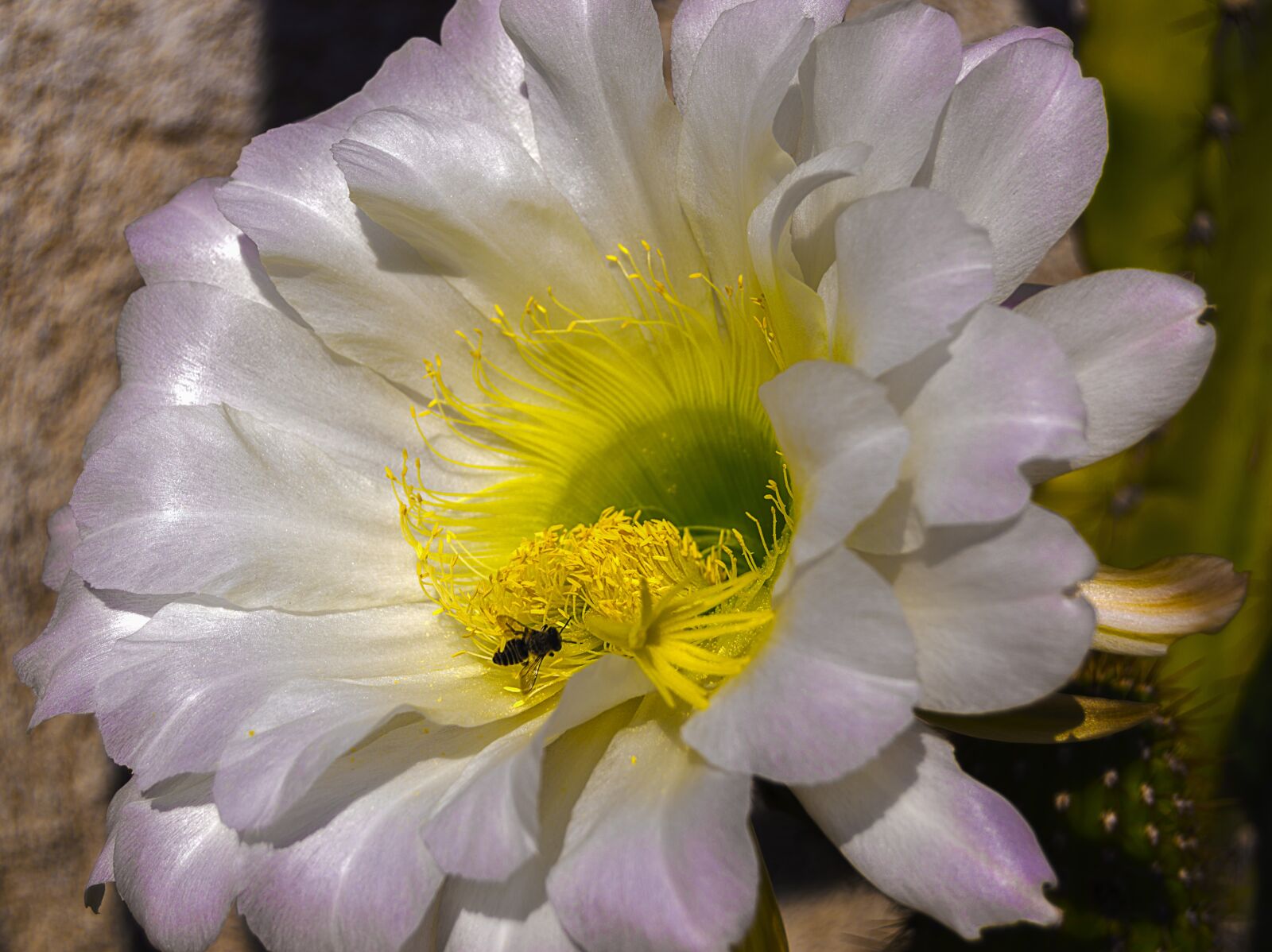 Nikon D3200 sample photo. Delicate flower, flower of photography