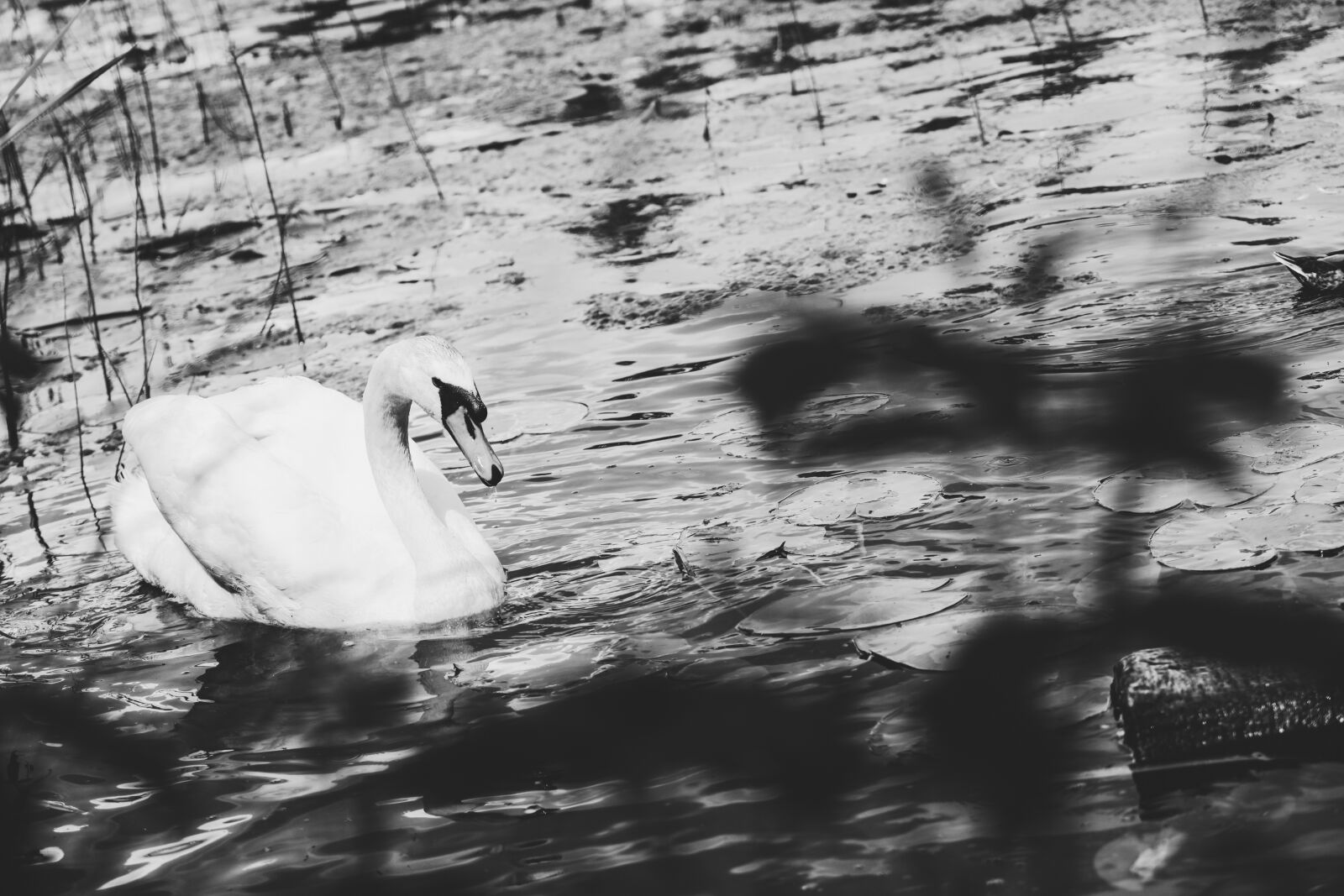 Canon EOS R sample photo. Swan, lake, animal photography