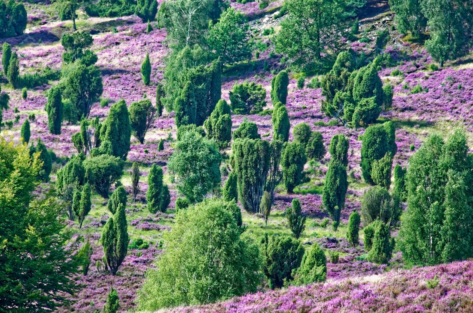 Nikon D7000 sample photo. Germany, l neburg heath photography