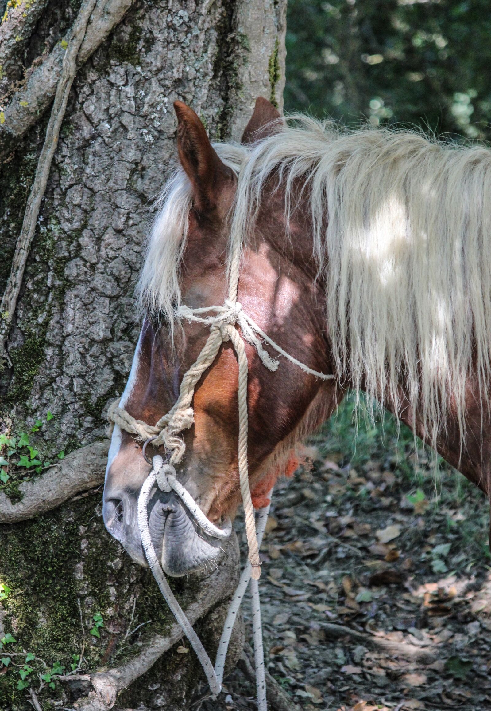Canon EOS 550D (EOS Rebel T2i / EOS Kiss X4) sample photo. Horse, head, mane photography