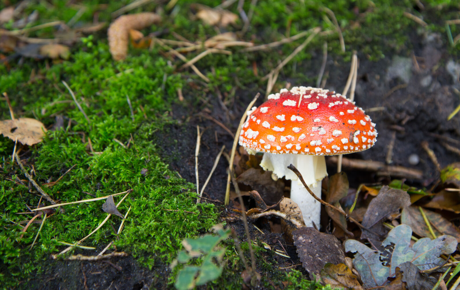 Nikon AF-S Nikkor 24-85mm F3.5-4.5G ED VR sample photo. Autumn, fly, agaric, forest photography