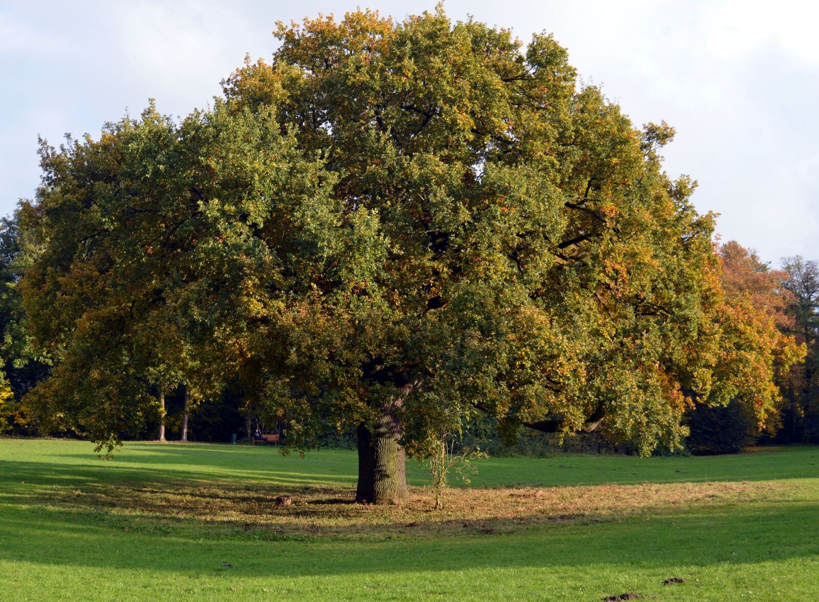 Nikon D3200 sample photo. Deciduous tree, tribe, aesthetic photography