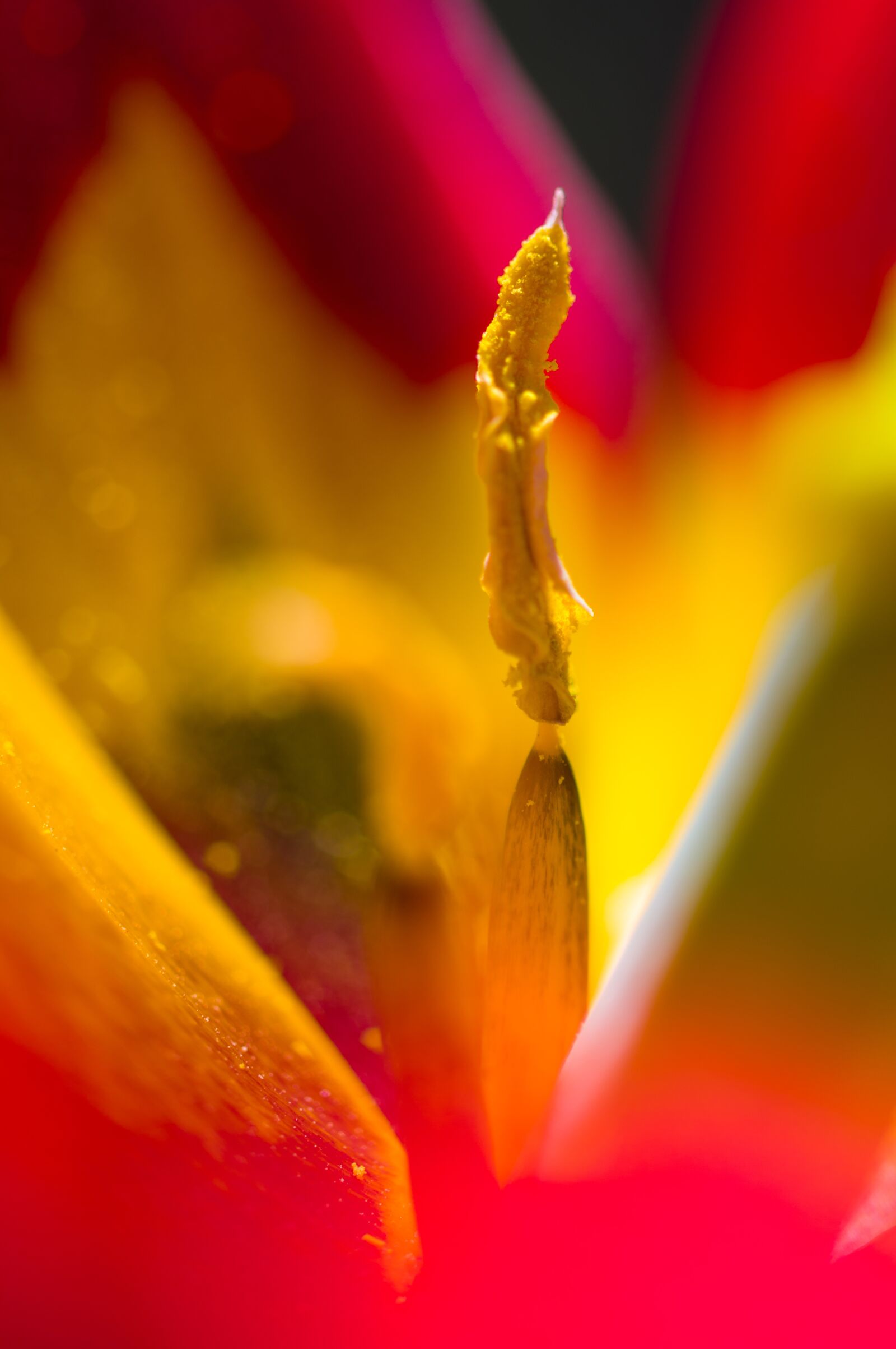 Pentax KP + Sigma sample photo. Nature, flower, tulip photography