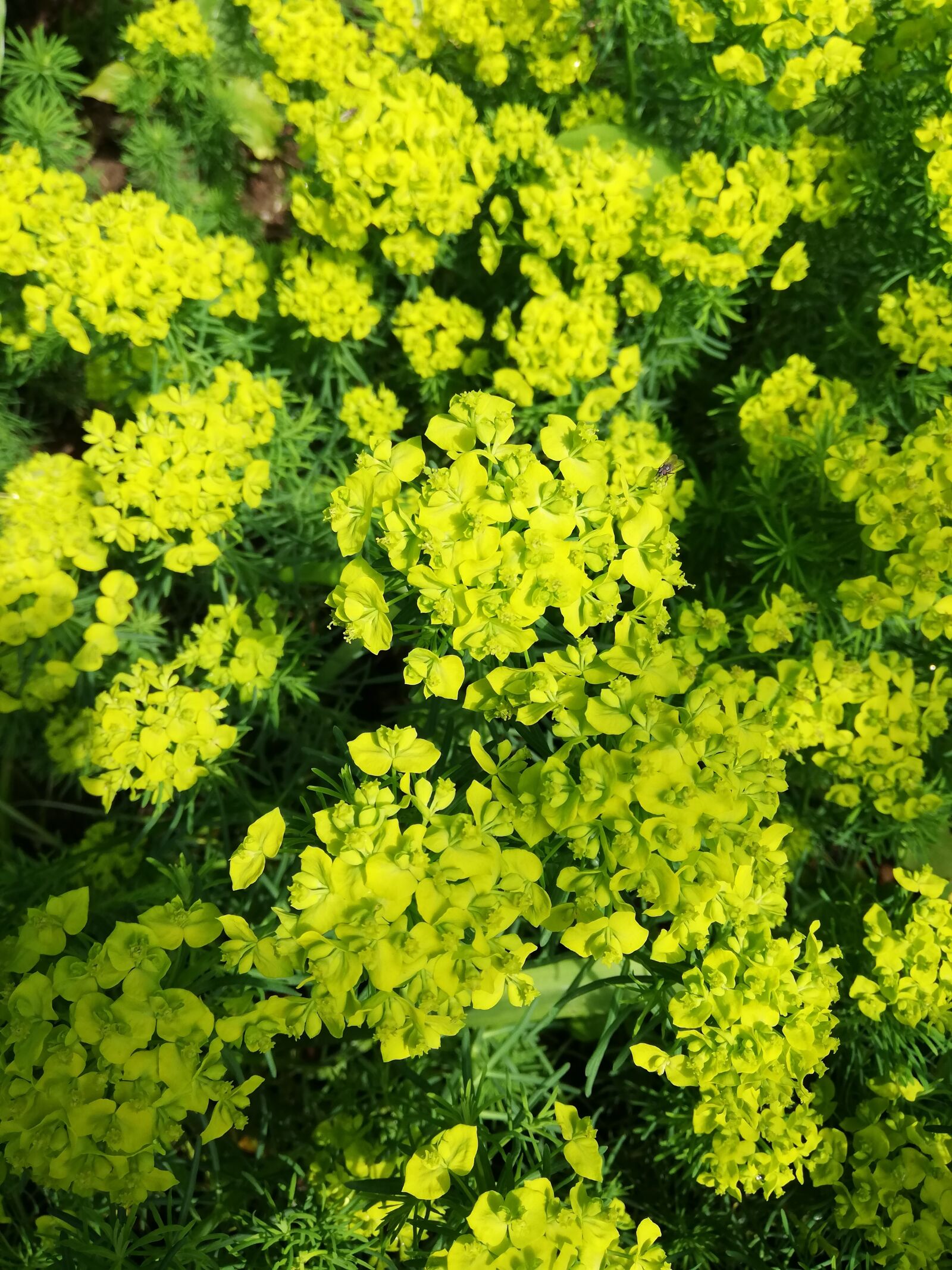 HUAWEI P20 lite sample photo. Flowers, yellow, a lot photography
