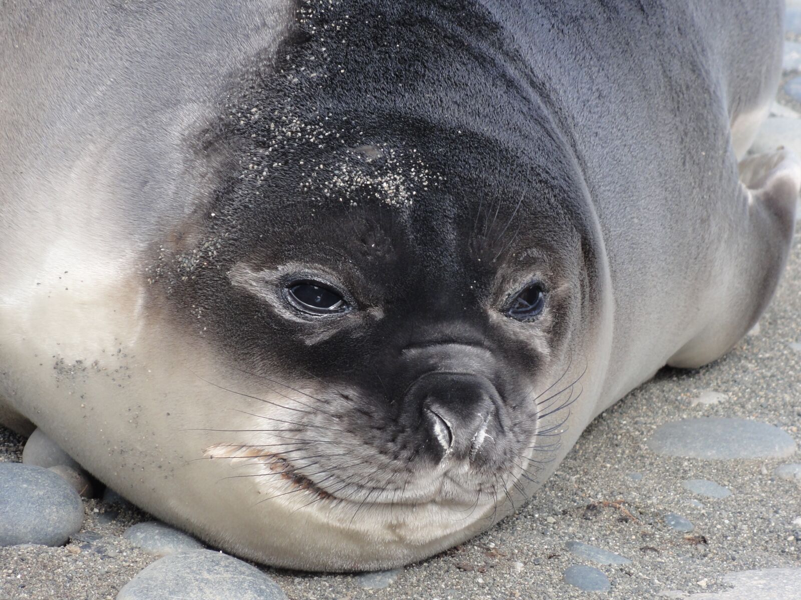 Sony DSC-HX5V sample photo. Elephant seal, subantarctic, weaner photography