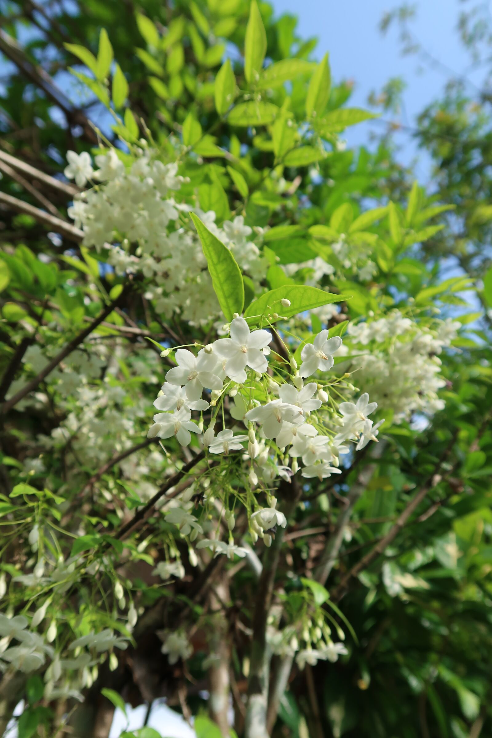 Canon PowerShot G7 X Mark II sample photo. Tree, flora, nature photography
