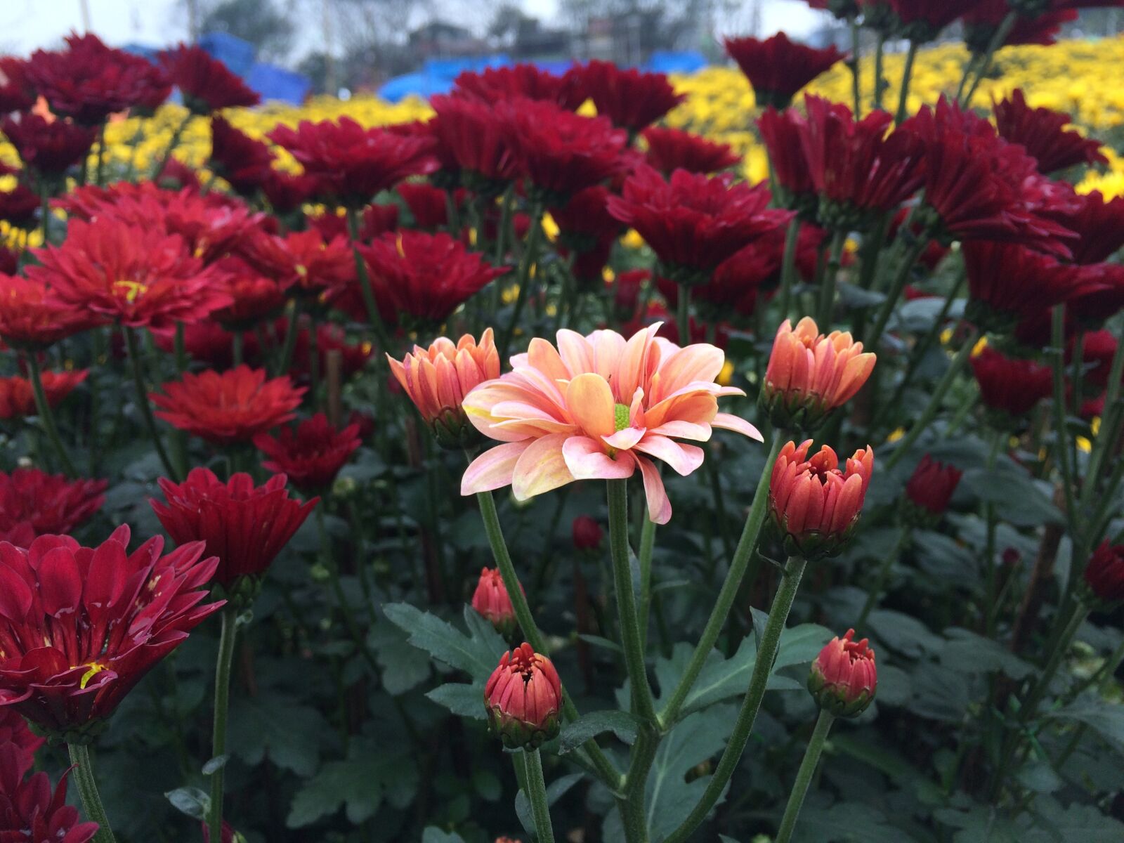 iPhone 5s back camera 4.15mm f/2.2 sample photo. Daisy, spring, flowers photography