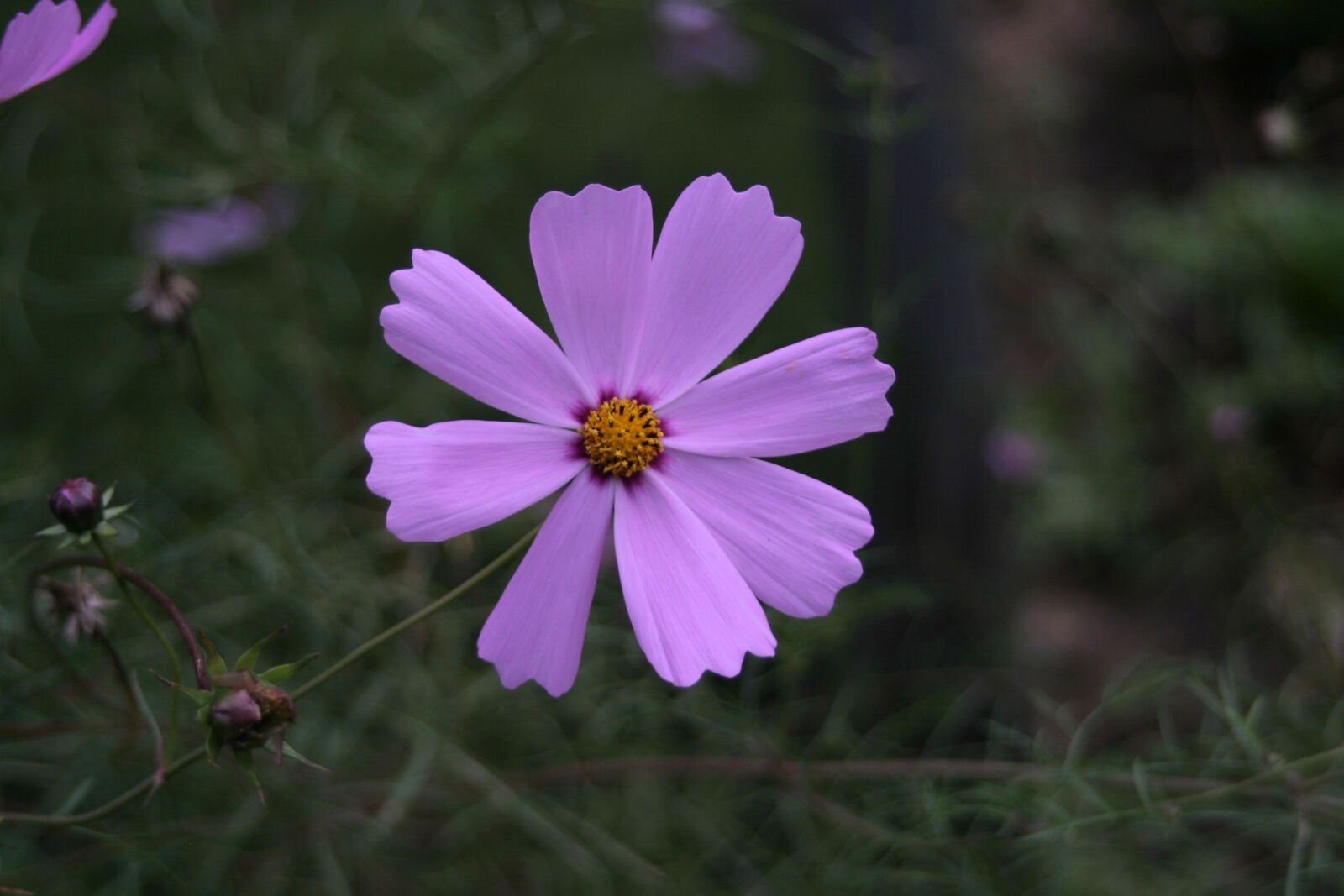 Canon EOS 10D sample photo