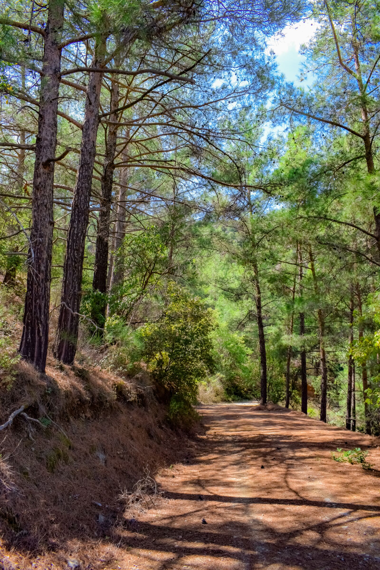 Nikon D3300 sample photo. Tree trunk, forest, trees photography