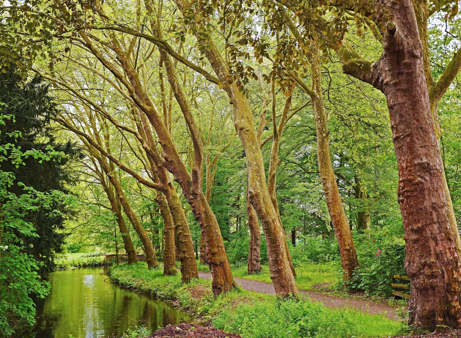 Panasonic Lumix DMC-GH3 sample photo. Plane trees, avenue, creek photography