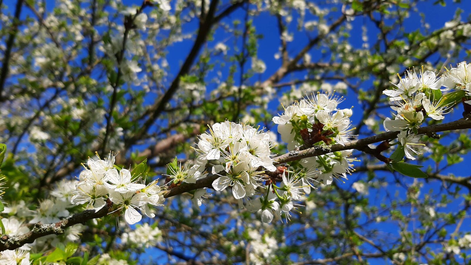 Samsung Galaxy A50 sample photo. Flowers, tree, mirabelle photography