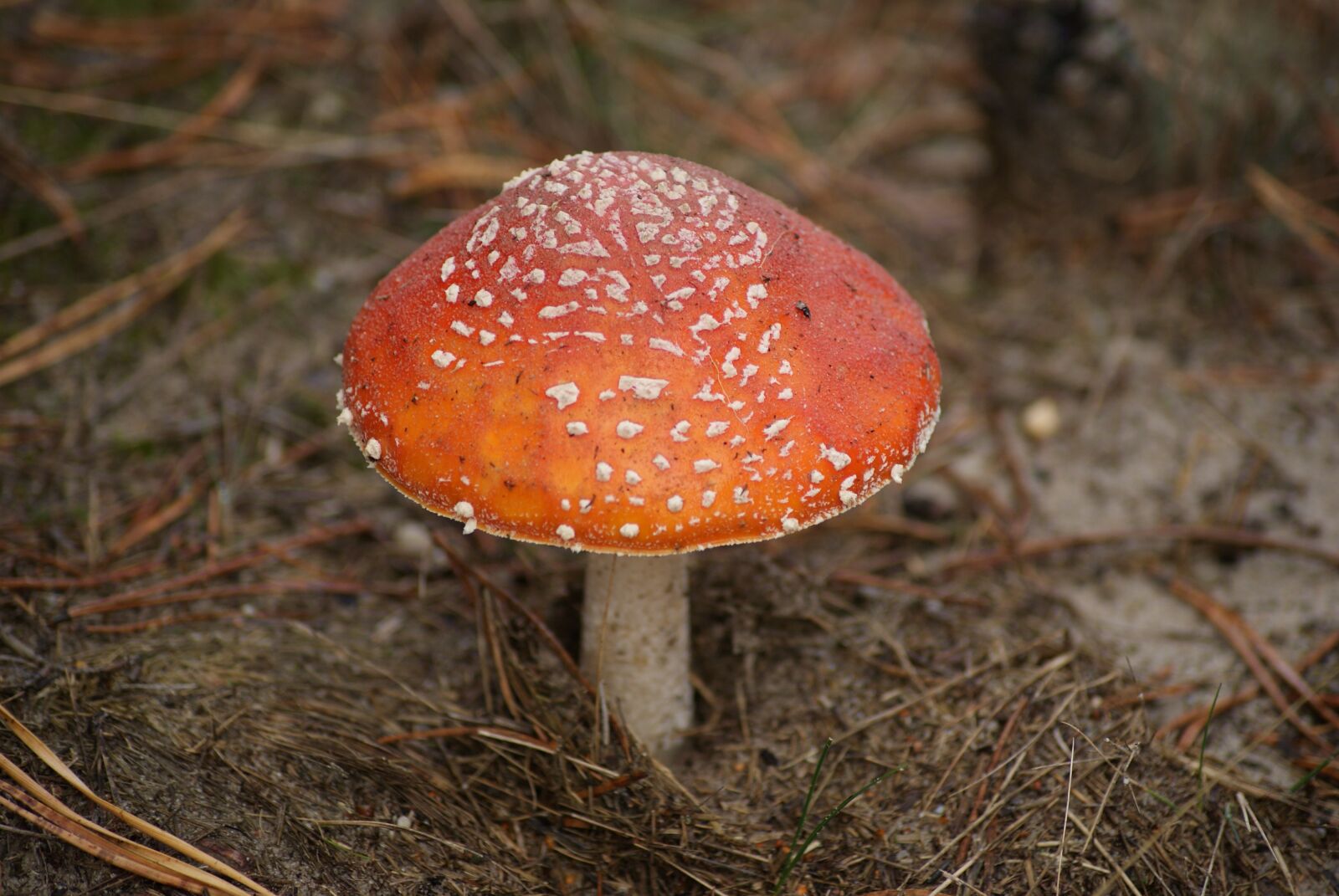 Sony Alpha DSLR-A230 sample photo. Amanita, mushroom, poison photography