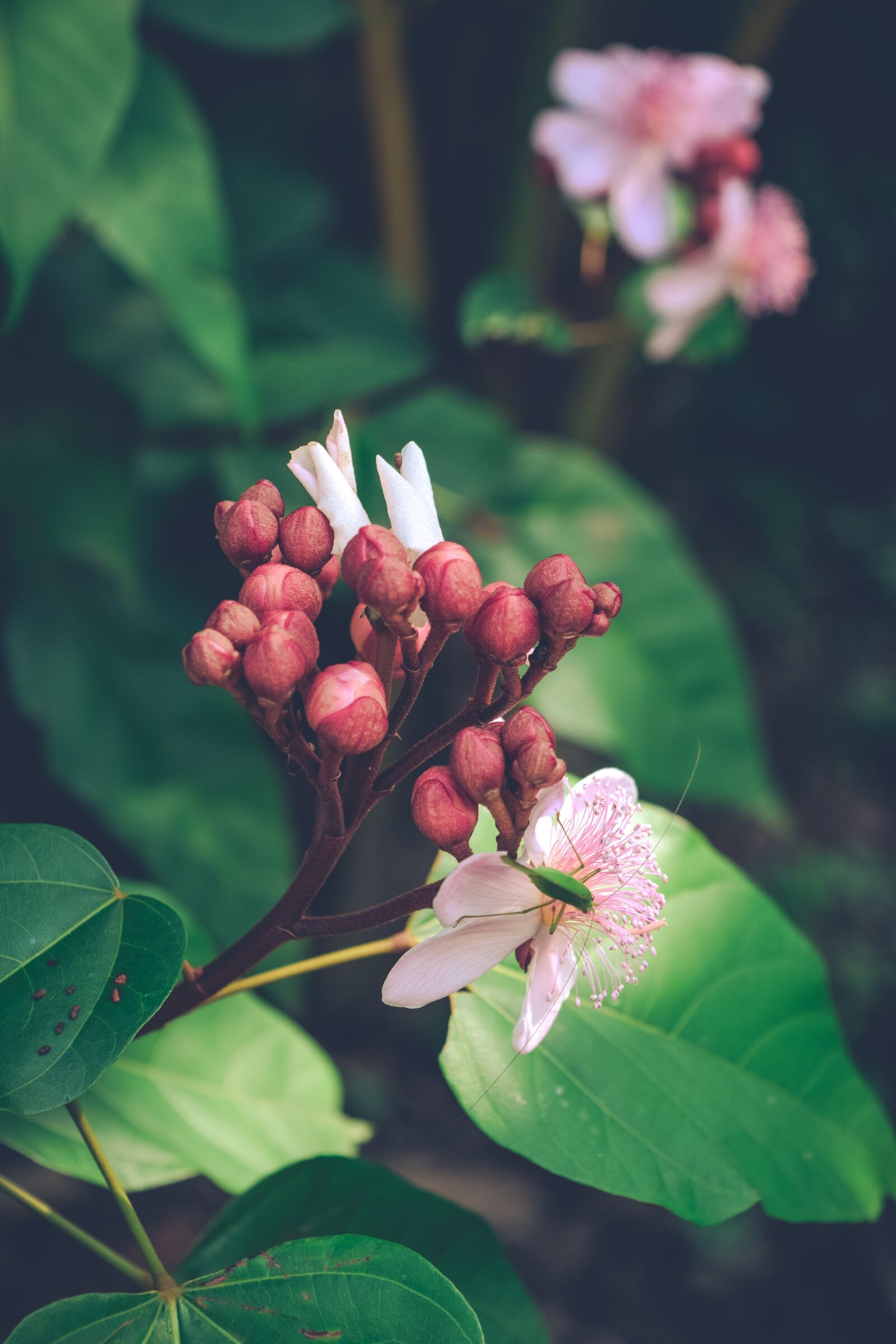 Nikon D5300 sample photo. Nature, photography, flowers photography