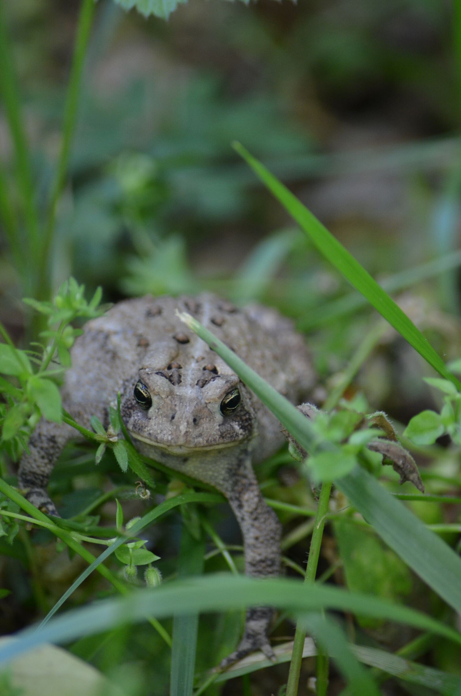Nikon D7000 sample photo. Toad, frog, amphibian photography