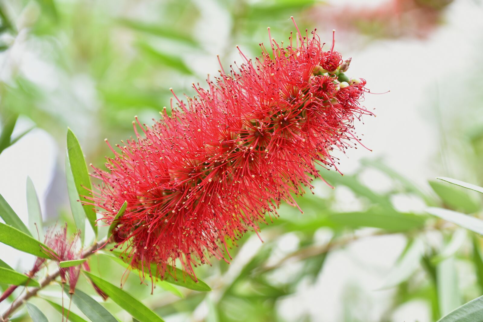 Nikon D7200 sample photo. Flora, garden, nature photography