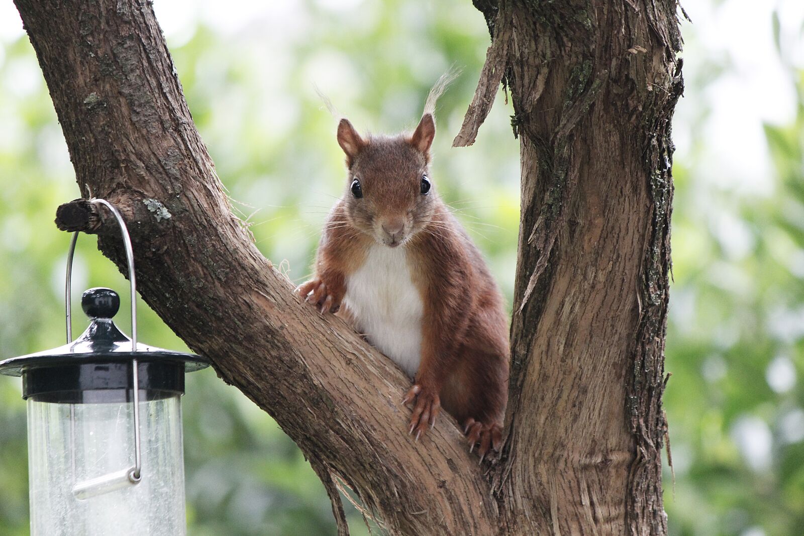 Canon EOS 600D (Rebel EOS T3i / EOS Kiss X5) sample photo. Squirrel, view, animal photography