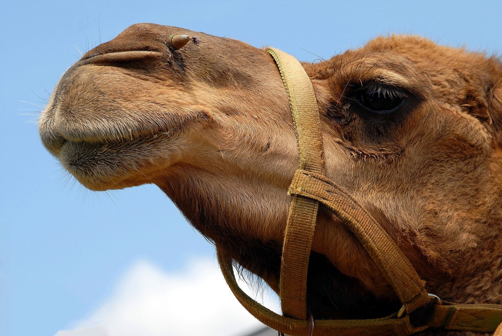Nikon D200 sample photo. Camel, face, close up photography