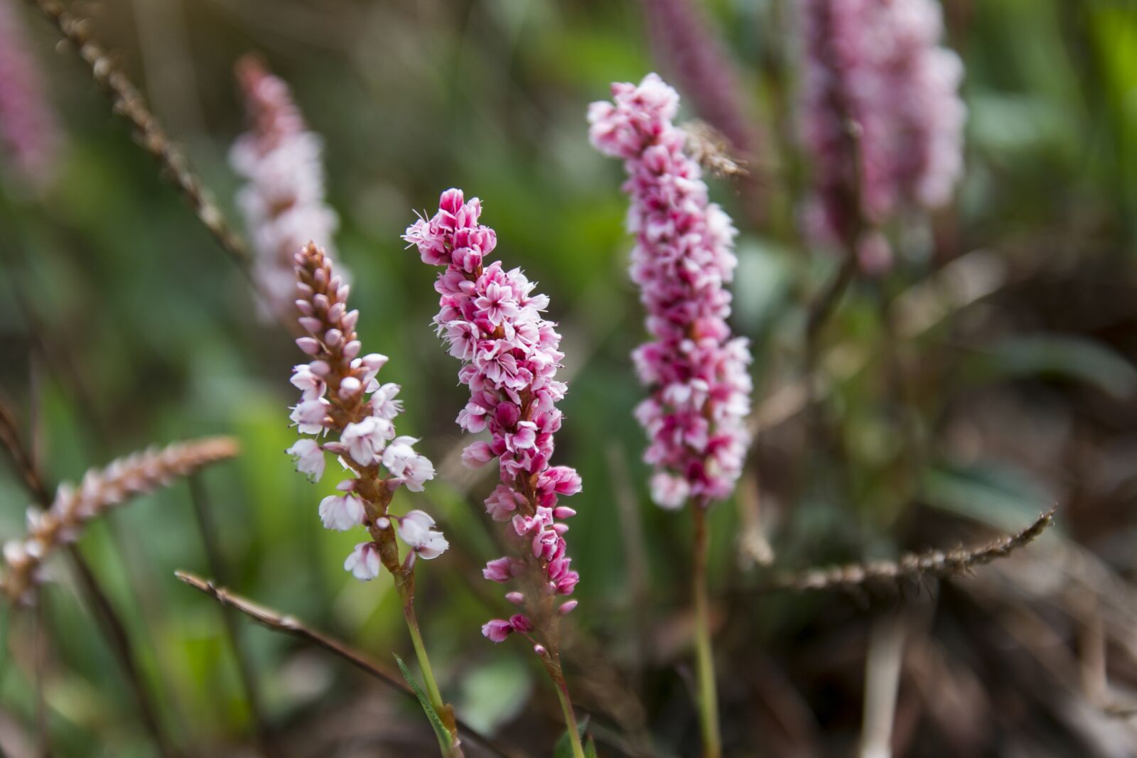Canon EOS 70D sample photo. Flower, pink, england photography