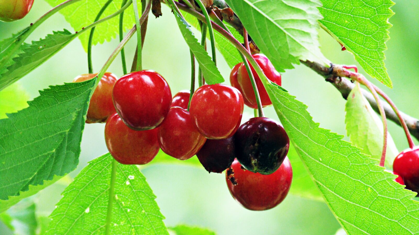 Canon PowerShot SX410 IS sample photo. Cherries, red fruits, fruit photography
