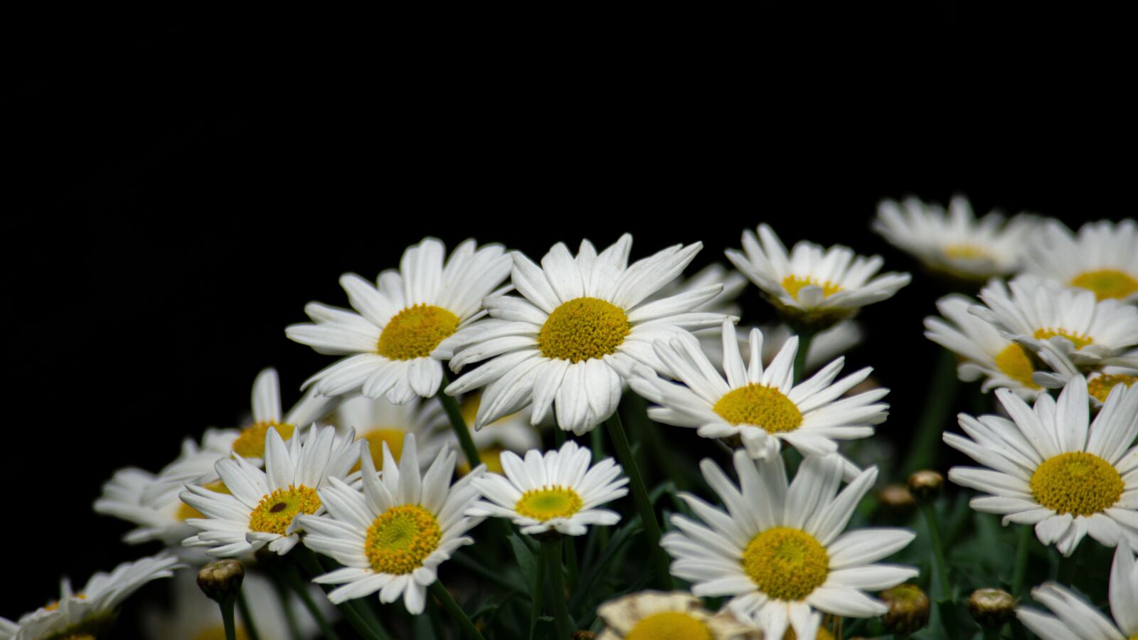 Sony a6000 sample photo. Black, white, flowers photography