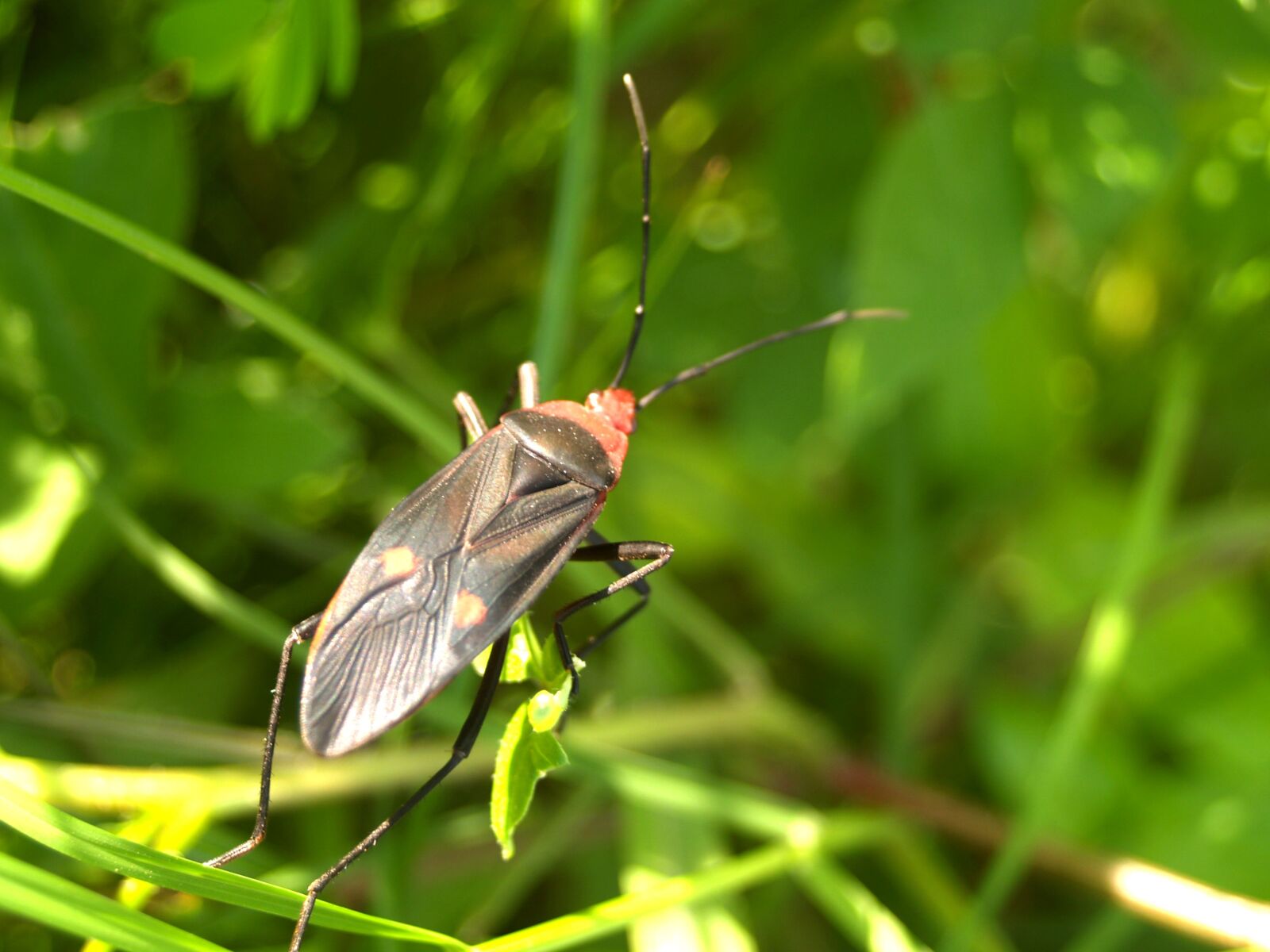 Olympus E-300 (EVOLT E-300) sample photo. Bug, colorful, rain photography