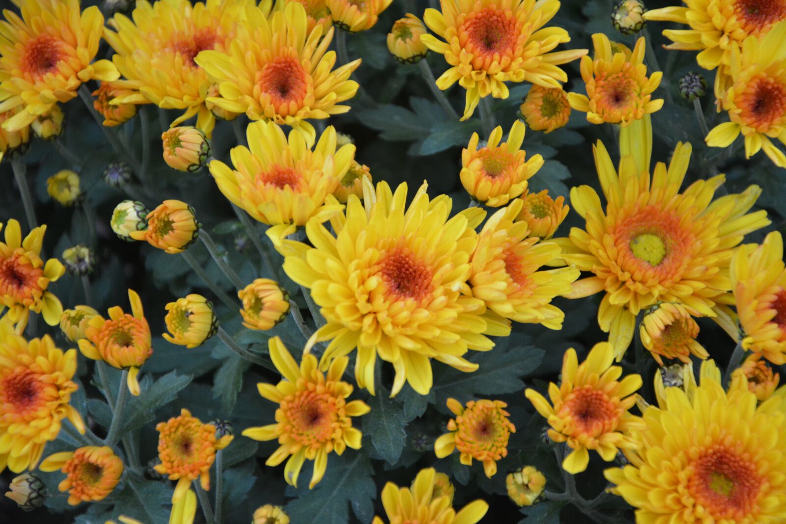 Nikon D5200 sample photo. Yellow flowers, yellow chrysanthemums photography