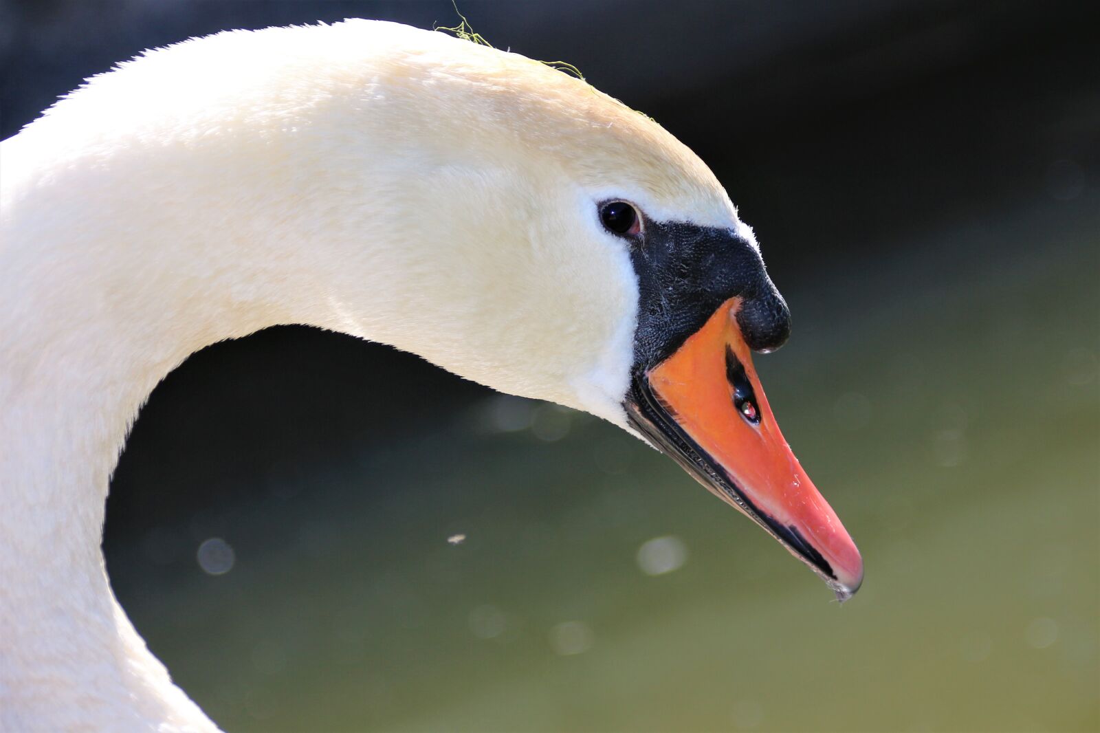 Canon EOS 700D (EOS Rebel T5i / EOS Kiss X7i) sample photo. Animal, swan, bird photography