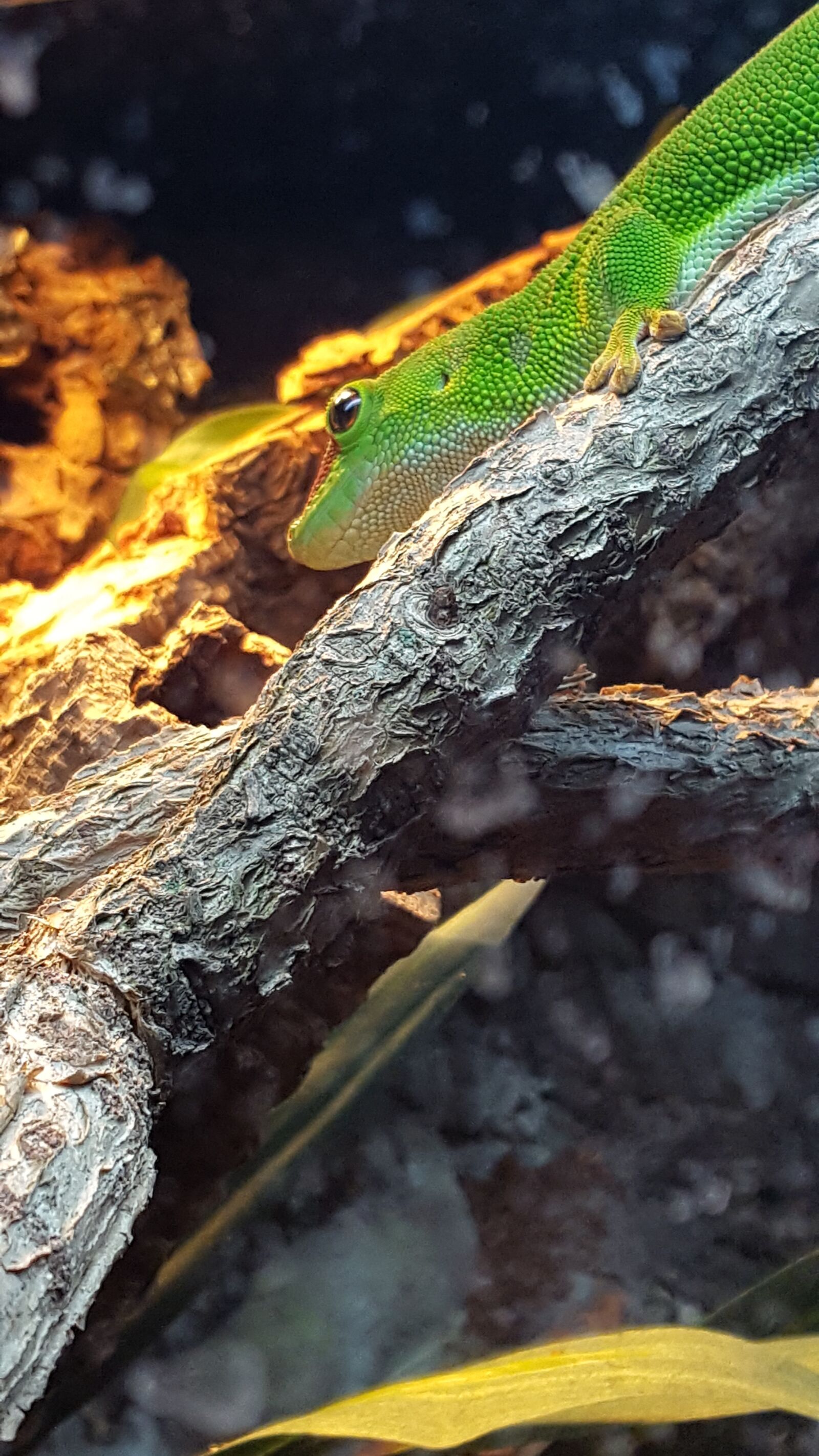 Samsung Galaxy S6 sample photo. Nature, lizard, animal photography