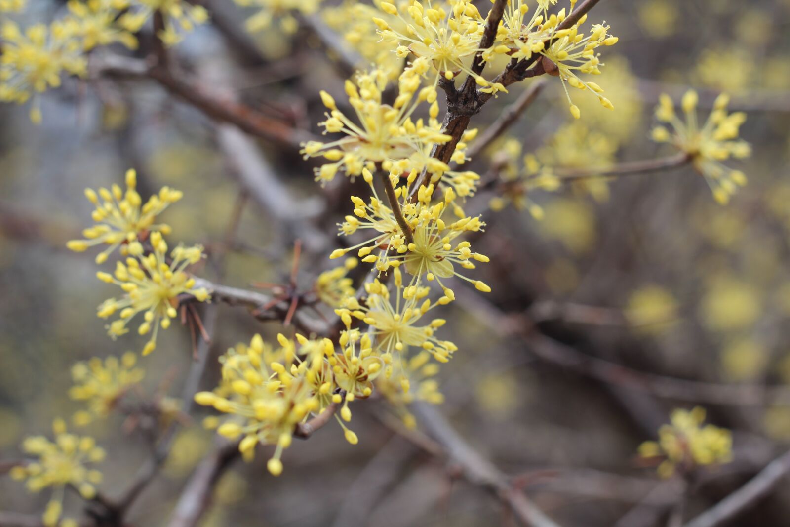 Canon EOS 600D (Rebel EOS T3i / EOS Kiss X5) + Canon EF 50mm F1.8 II sample photo. Yellow, flower, cornelian cherry photography