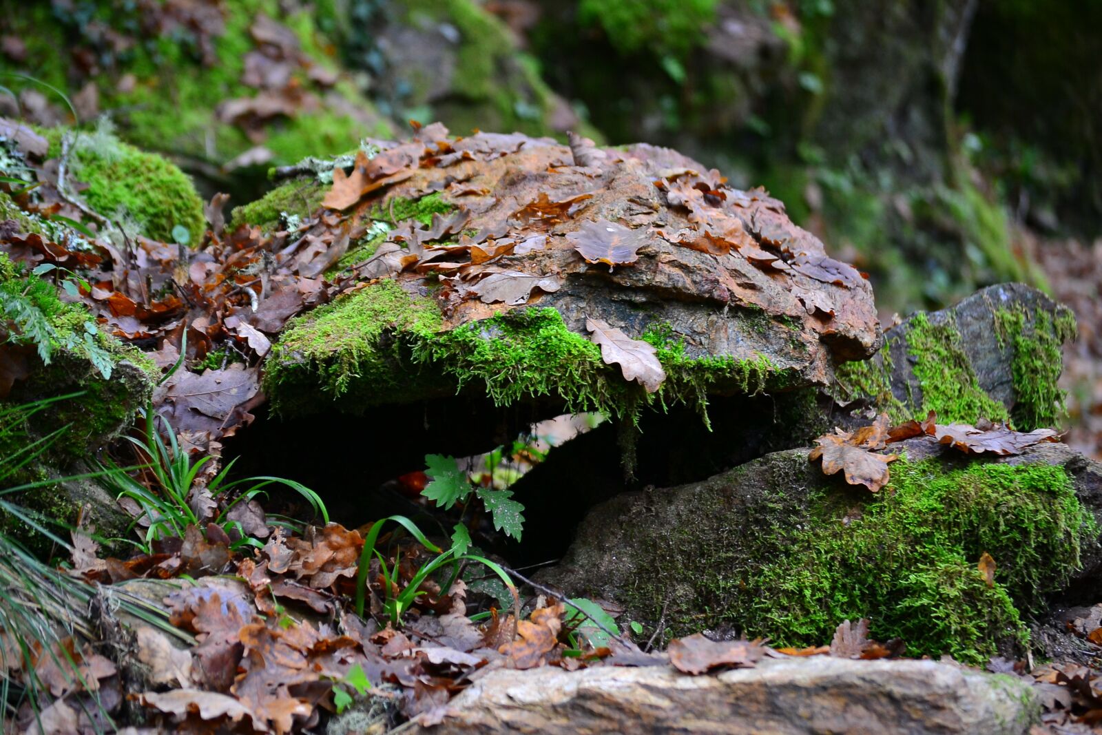 Nikon D3100 sample photo. Stone, leaves, colors photography