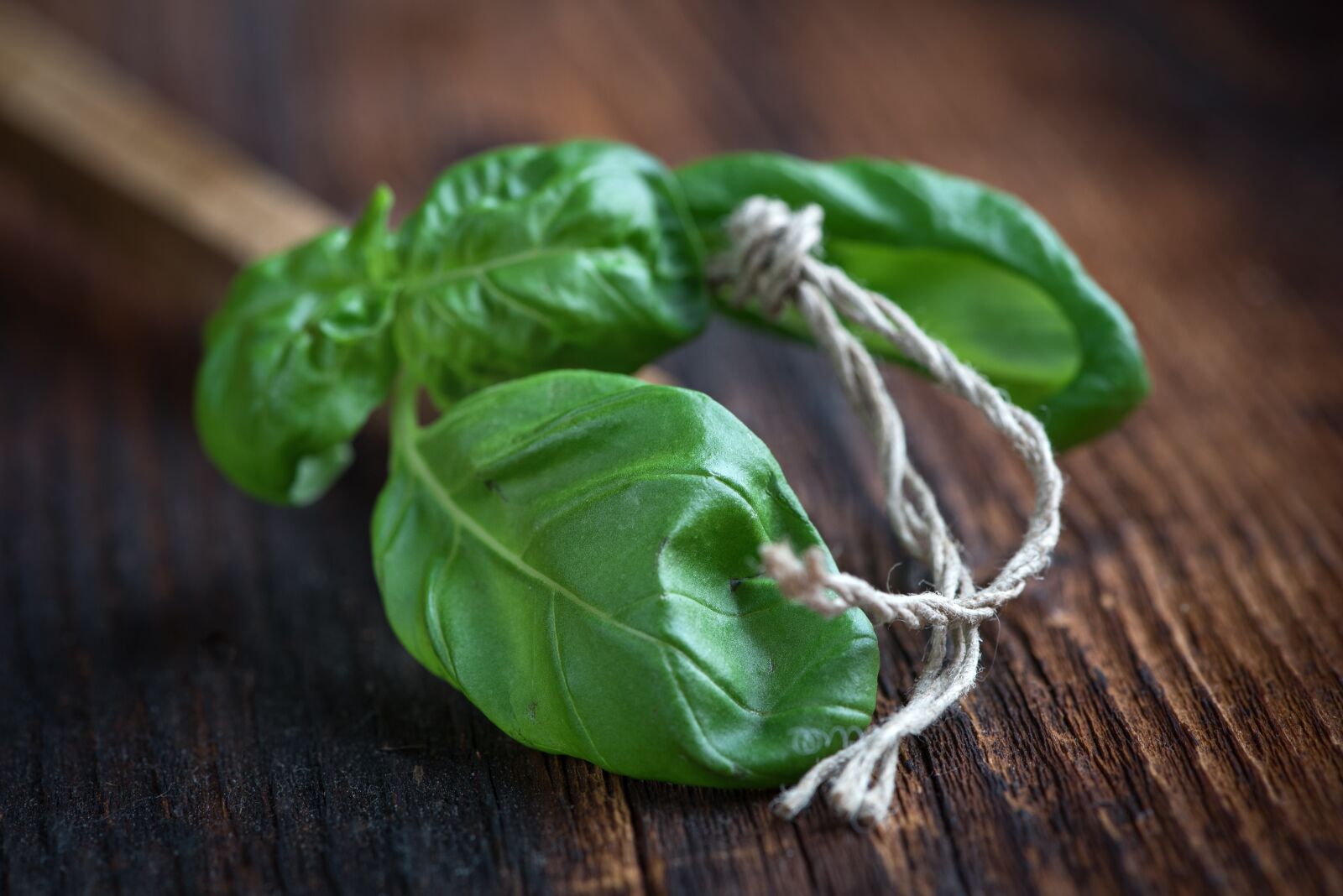 Nikon D750 sample photo. Basil, leaves, plant photography