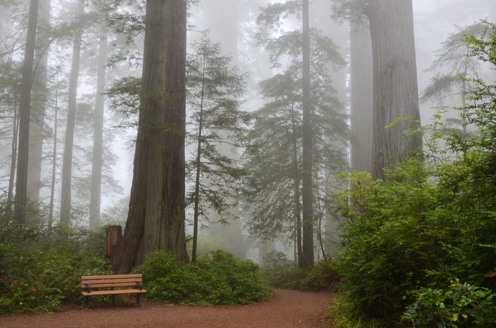 Nikon D5100 sample photo. Usa, america, california photography