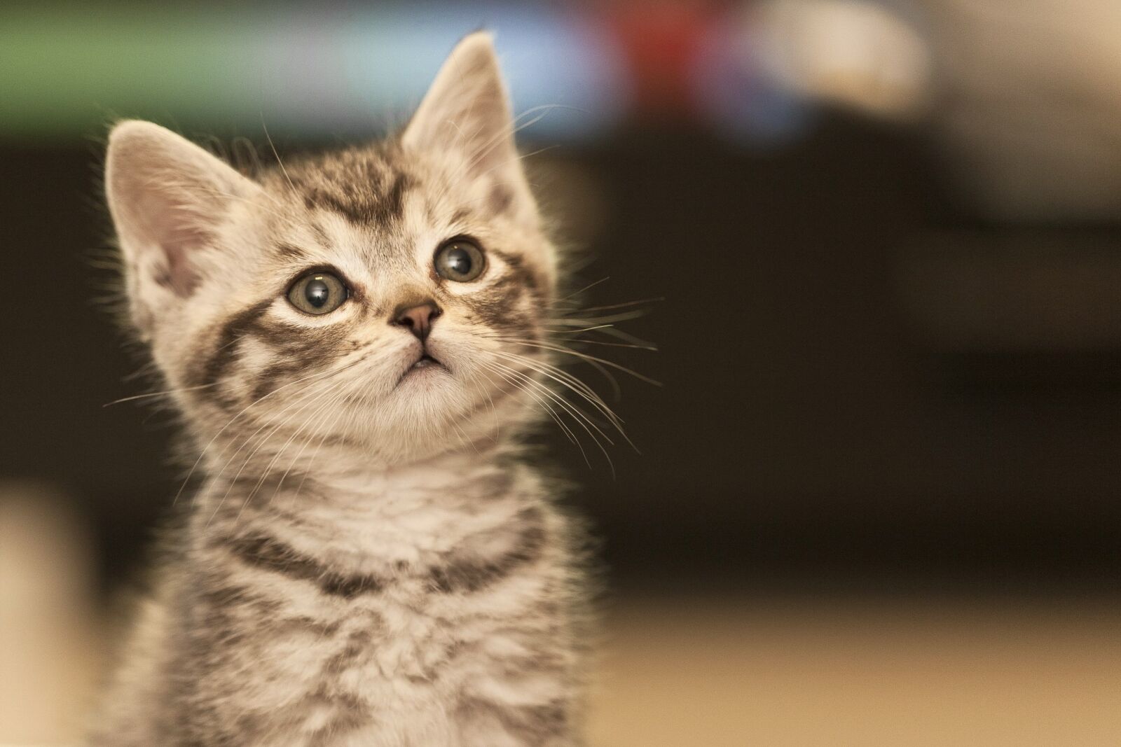 Canon EF 100mm F2.8L Macro IS USM sample photo. Cat, desire, pure photography