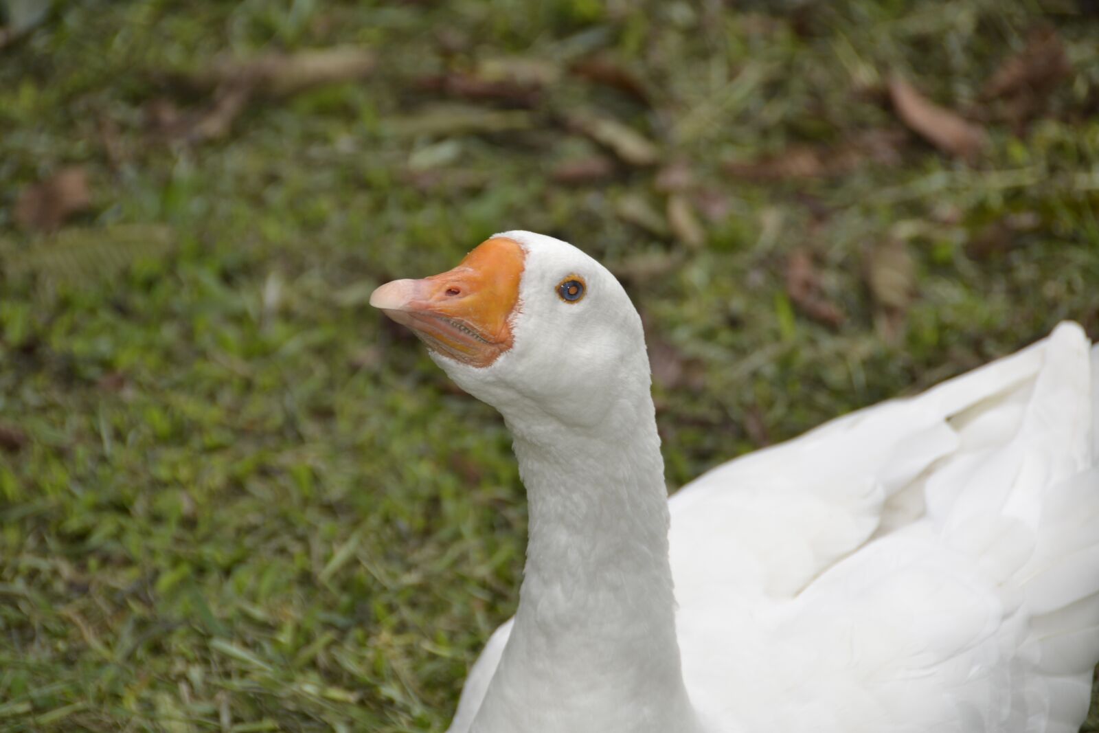 Nikon D3100 sample photo. Animals, duck, animal world photography