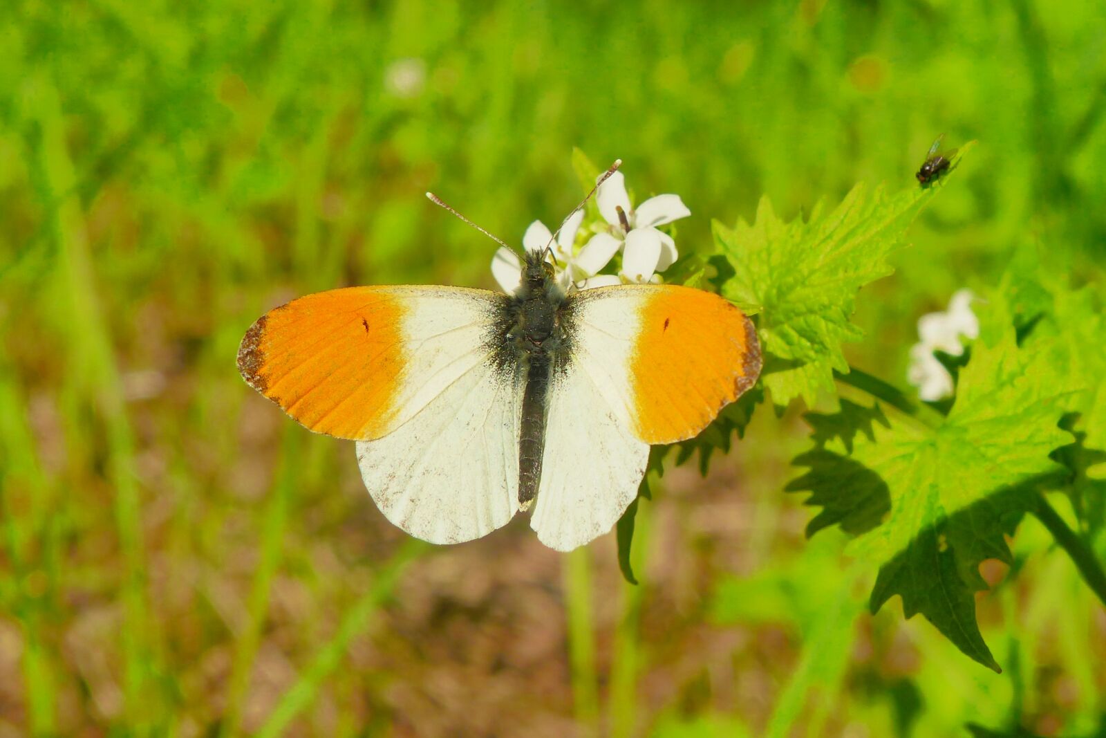 Panasonic Lumix DMC-FZ200 sample photo. Animals, invertebrates, butterfly day photography