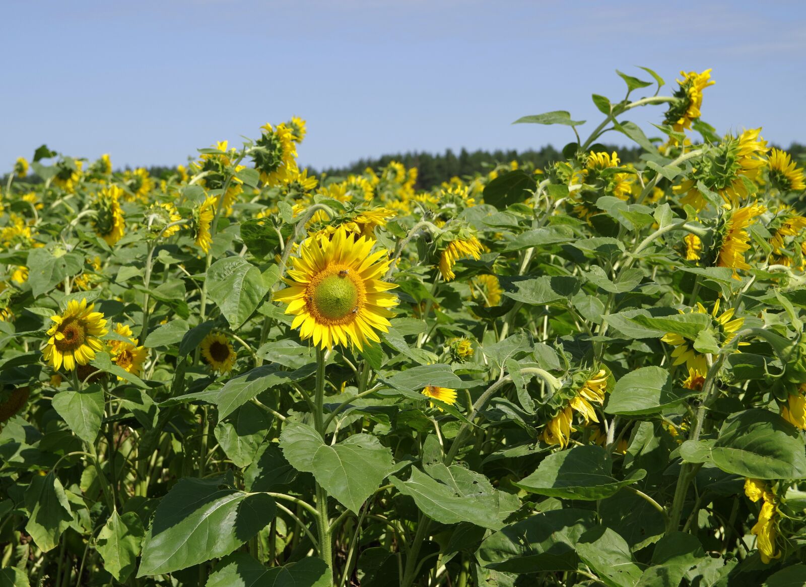 Pentax K-S2 sample photo. Sunflowers, field, landscape photography