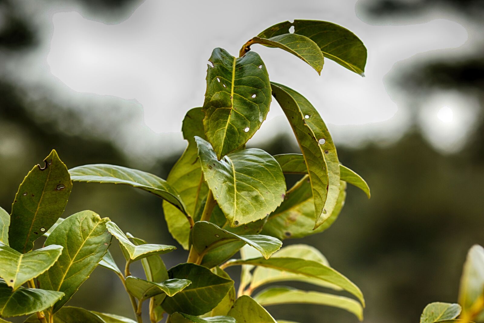 Canon EOS 7D Mark II + Canon EF 135mm F2L USM sample photo. Leaf, flora, nature photography
